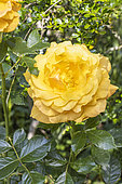 Rosa 'Amber Queen', Breeder : Harkness (GBR) 1984, flower