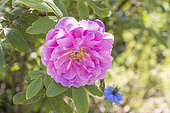 Rosa x rugosa 'Thérèse Bugnet', Rosa 'Thérèse Bugnet', Breeder: Bugnet (CAN) 1950, flower