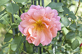 Rosa 'Alibaba', Breeder : Warner 2012, flower