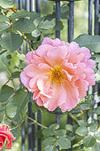Rosa 'Alibaba', Breeder : Warner 2012, flower