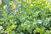 Flat parsley, Petroselinum crispum var. neapolitanum