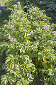 Ditta potato, plants in bloom