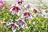 Oriental Lily 'Altari', Lilium 'Altari', flowers