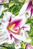 Oriental Lily 'Altari', Lilium 'Altari', flower