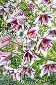 Oriental Lily 'Altari', Lilium 'Altari', flowers