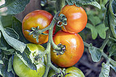 Tomato 'Saint PIerre'