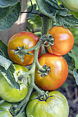 Tomato 'Saint PIerre'