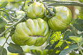 Green Zebra' Tomato