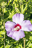 Rose Mallow, Hibiscus syriacus 'Souvenir de Charles Breton', flower