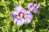 Rose Mallow, Hibiscus syriacus 'Souvenir de Charles Breton', flowers