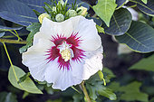 Rose Mallow, Hibiscus syriacus 'Hélène', flower