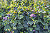 Rose Glory Bower, Clerodendrum bungei, in bloom