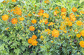 Cosmos sulphureus 'Diablo', flowers