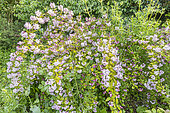 Deutzia rosea 'Carminea', in bloom