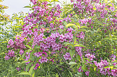 Weigela florida 'Rumba', in bloom