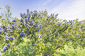 Blueblossom Ceanothus, Ceanothus thyrsiflorus 'Skylark', in bloom