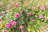 Rosa 'Les Quatre Saisons', Breeder : Meilland (FRA) 2003, in bloom