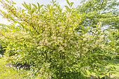 Viburnum 'Le Bois Marquis', in bloom