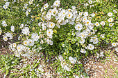 Rosa 'Neige d'été', Breeder: Lens (BEL) 1991, in bloom