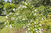 Philadelphus purpureamaculatus 'Belle Etoile, in bloom