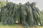 Weeping beech, Fagus sylvatica 'Pendula