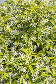 Confederate jasmine, Trachelospermum jasminoides, in bloom