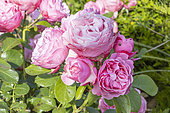Rosa 'Leonard de Vinci', Breeder : Meilland (FRA) 1994, flowers