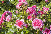 Rosa 'Les Quatre Saisons', Breeder : Meilland (FRA) 2003, flowers
