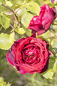Rosa 'Jubile Papa Meilland', Breeder : Meilland (FRA) 2015, flower