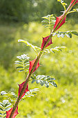 Rosa Sericea Pteracantha. China 1890, thorns