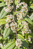 Hylmö's Cotoneaster, Cotoneaster hylmoei, flowers
