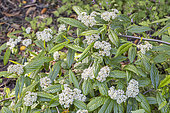 Henry's Cotoneaster, Cotoneaster henryanus, in bloom