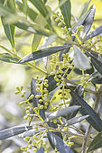 Olive 'Cipressino', Olea europaea 'Cipressino