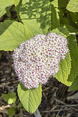 Fritsch's spirea, Spiraea fritschiana, flowers
