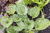 Siberian Bugloss, Brunnera macrophylla 'Emerald Mist', leaves