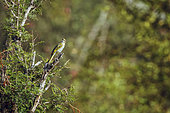 Black Cuckoo-shrike (Campephaga flava) female standing on a shrub in Greater Kruger National park, South Africa