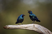 Cape Glossy Starling (Lamprotornis nitens) couple parade song in Greater Kruger National park, South Africa