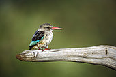 Grey-headed Kingfisher (Halcyon leucocephala) standing on a log isolated in natural background in Greater Kruger National park, South Africa