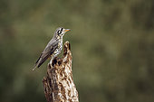 Groundscraper Thrush (Turdus litsitsirupa) standing on a log isolated in natural background in Kruger National park, South Africa