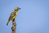 Lesser Masked Weaver (Ploceus intermedius) male perched on a branch isolated in blue sky in Greater Kruger National park, South Africa