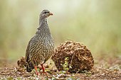 Natal francolin (Pternistis natalensis) standing in front of elephant dung in Greater Kruger National park, South Africa