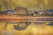 Natal francolin (Pternistis natalensis) eating along waterhole with reflection in Greater Kruger National park, South Africa