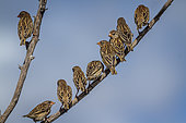 Flock of Red-billed Quelea (Quelea quelea) standing on a branch isolated in blue sky in Greater Kruger National park, South Africa