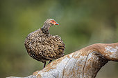 Swainson's Spurfowl (Pternistis swainsonii) preening rear view standing on a log in Greater Kruger National park, South Africa