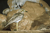 Water thick-knee (Burhinus vermiculatus) standing in front of rocks in Greater Kruger National park, South Africa