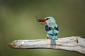 Woodland kingfisher (Halcyon senegalensis) with spider prey catch in Greater Kruger National park, South Africa