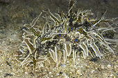 Ragged seahare (Bursatella leachii), in the Diana pond (Corsica). Invasive alien species (native to the western tropical Atlantic)
