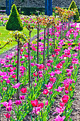 Tulip bed in the Jardin des Plantes, Le Mans, Sarthe, France