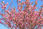Japanese cherry tree, Le Mans, Sarthe, France