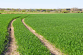 Wheat field still green, Sarthe, Pays de la Loire, France